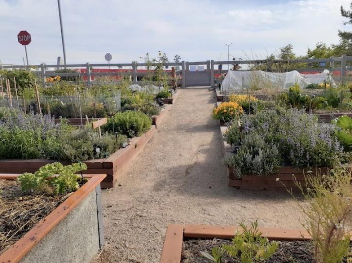 Garden of Hope Community Garden