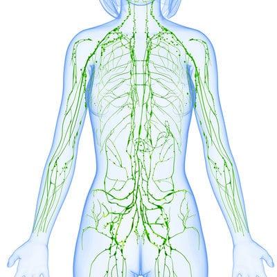 Lymph System