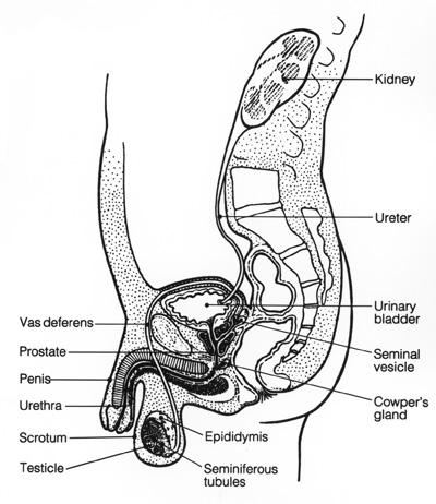 Male Anatomy - bw
