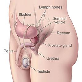 Male Anatomy Male Anatomy