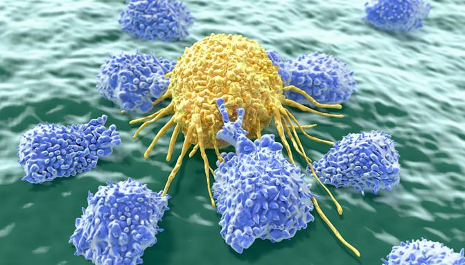 Natural Killer Cells | City of Hope
