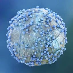 Pancreatic Cancer Cell