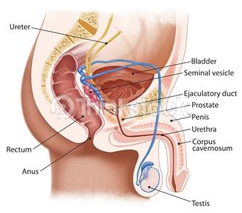 Prostate Gland vector A diagram of the male urinary system includes a representation of the prostate gland. Removal of a cancerous gland is best done by those with much expertise, as at City of Hope.