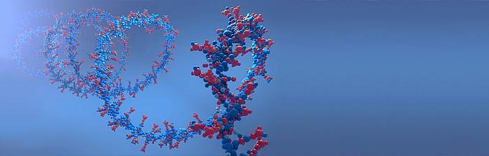 Molecules RNA - Center for RNA Biology and Therapeutics