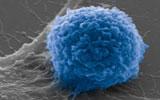 T cell