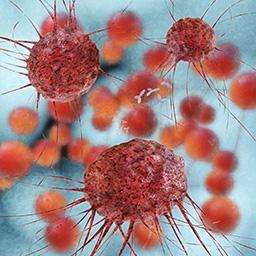 t cells 256