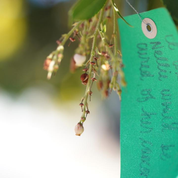 A message of hope hangs on the first wishing tree on the Orange County campus.