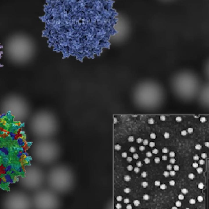 Viral Vector and Gene Editing