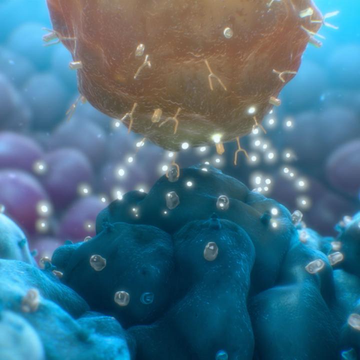 CAR T Cell Killing Tumor Cell