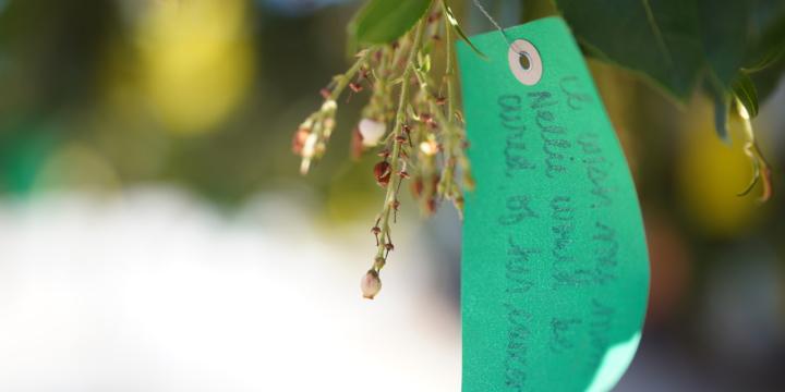 A message of hope hangs on the first wishing tree on the Orange County campus.