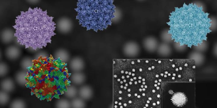 Viral Vector and Gene Editing