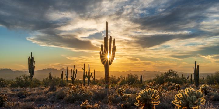 Phoenix sunset over cactus field