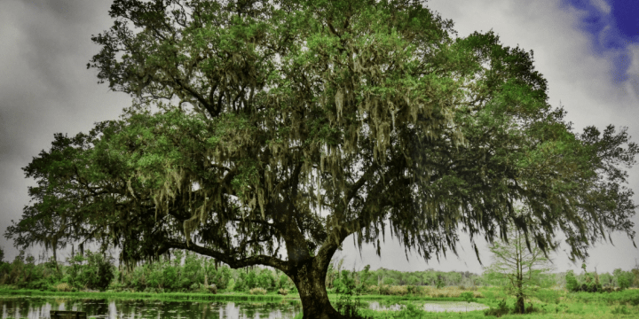 Mark Austin, Brazos Park