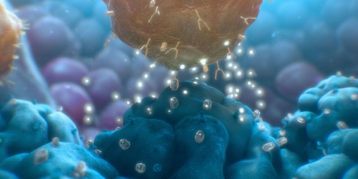 CAR T Cell Killing Tumor Cell