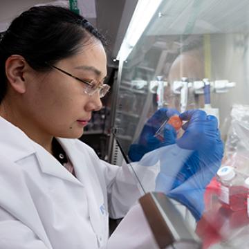 Researcher working in Ajay Goel Lab