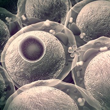 Diabestes Islet Cells