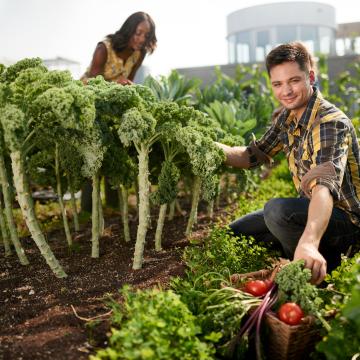 Two people working on harvesting fresh kales and radishes