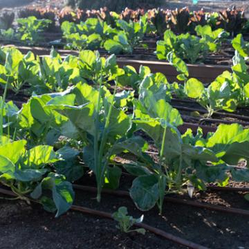 Leafy greens growing in the garden