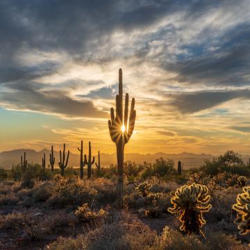 Phoenix sunset over cactus field 