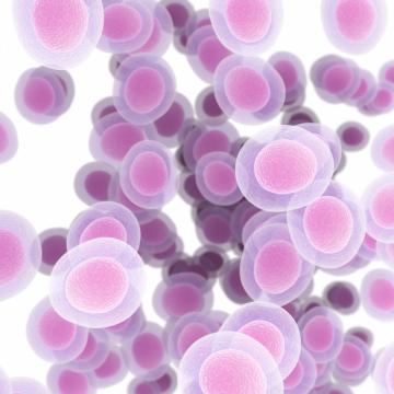 human cells