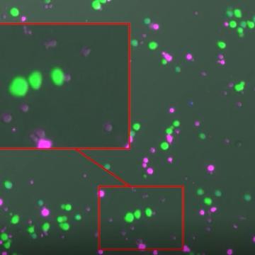 immune cell 3 hero