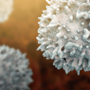 Cancer-destroying immune cells as seen under a microscope