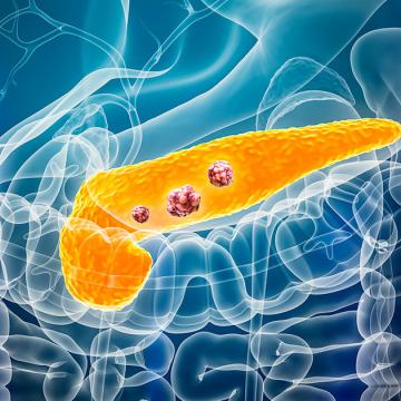 transparent image of the pancreas within the body