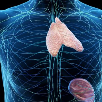 thymus