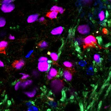 Research Spotlight - Yanhong Shi Lab