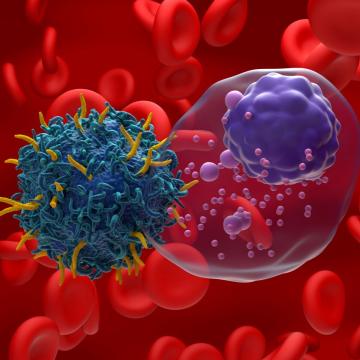 CAR T cell therapy image of one cell attacking another