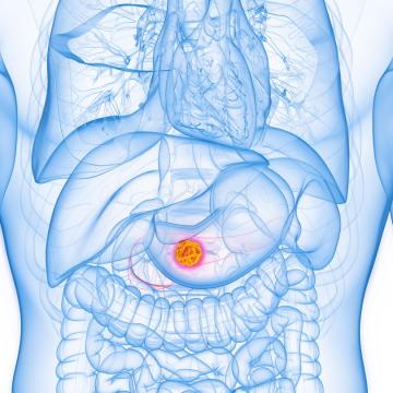 Illustration of internal organs highlighting the pancreas