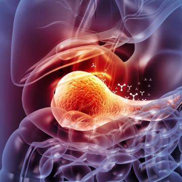 Illustration of internal organs highlighting the pancreas