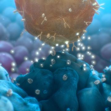 CAR T Cell Killing Tumor Cell