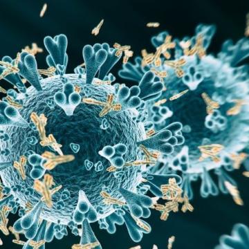 Antibody opsonization of coronavirus SARS-CoV-2