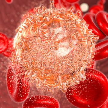 Red Blood Cells and Cancer