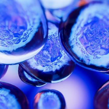 stem cells