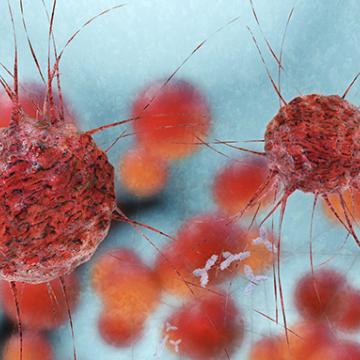 t cells