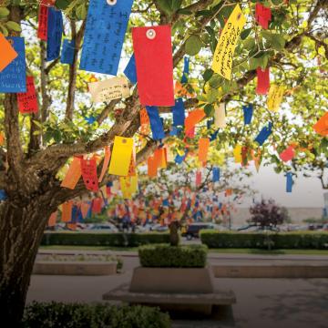 wishing tree with colorful wishing tags