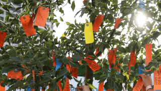 wishing tree with colorful wishing tags