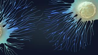 Spreading cancer cell, illustration