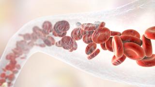 blood cells
