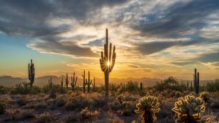 Phoenix sunset over cactus field 