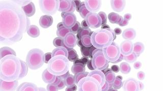 human cells