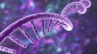 mRNA