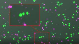 immune cell 3 hero