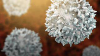 Cancer-destroying immune cells as seen under a microscope