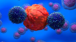Blood cancer cells as shown through a microscope