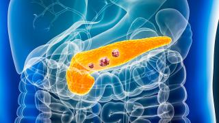transparent image of the pancreas within the body