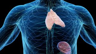thymus