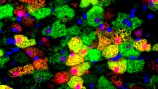 Qiong (Annabel) Wang Lab